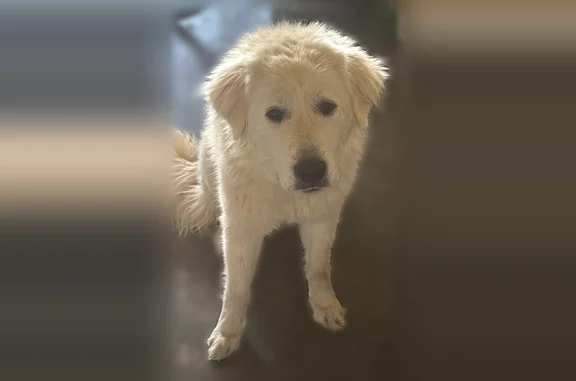 Found dog Wesley Chapel, photo: Found dog, Goldmine Road, 4601, Wesley Chapel - female Great Pyrenees with a white coat and brownish tail tip
