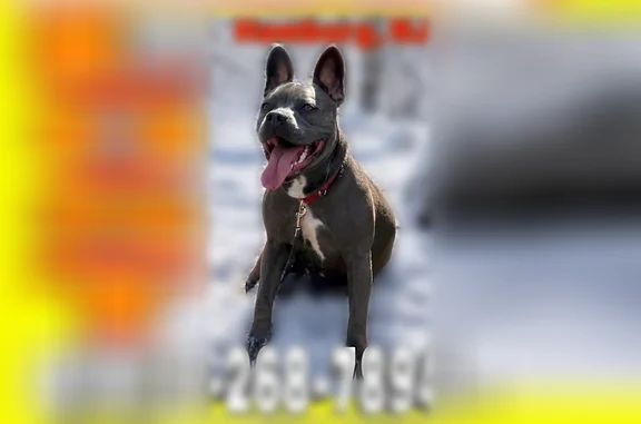 Lost dog, NJ 23, Wantage, Hamburg - male, gray blue with white chest - photo