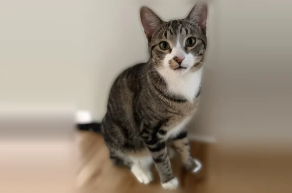 Lost pets Minnetonka, photo: Lost cat, Pepperwood Trail, 4124, Minnetonka - male tabby with white face and paws