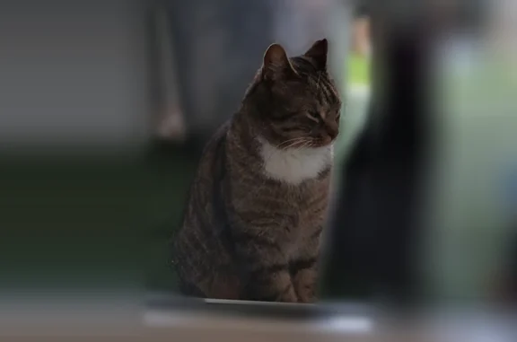 Chat perdu, Palaiseau, photo: Chat perdu, Route de Saclay, 22, Palaiseau - mâle, gris avec tache blanche sur le torse