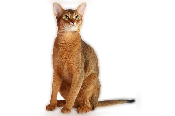 Lost pets Dallas, photo: Lost cat, Sage Hill Lane, Dallas - female Abyssinian Iris