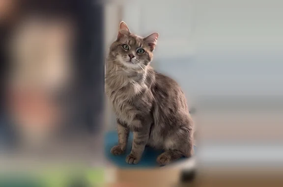 Chat perdu, Braud-et-Saint-Louis - mâle, gris clair à poils longs - photo