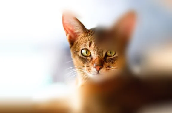 Lost pets Dallas, photo: Lost cat, female, Sage Hill Lane, Dallas
