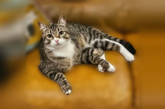 Chat perdu, Rue Bichat, 41;43, Le Pré-Saint-Gervais - photo
