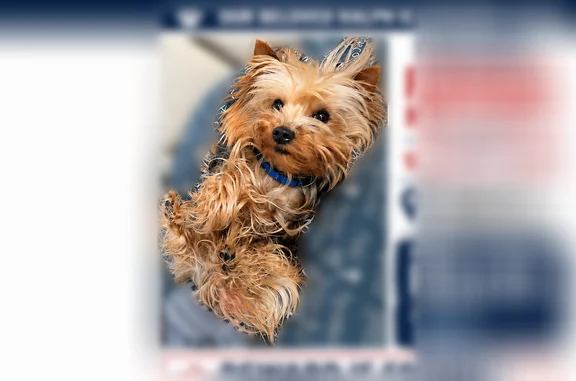 Lost pets Detroit, photo: Lost dog, Promenade Avenue, 11644, Detroit - male, blue collar