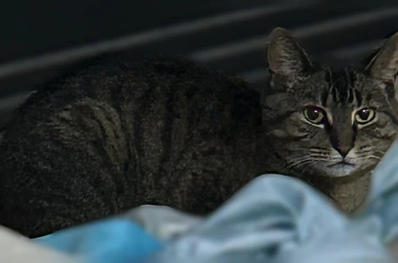 Lost cat, Windsor Lane, Shakopee - female - photo