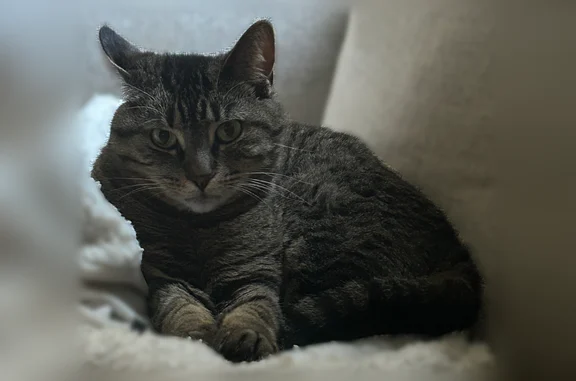 Lost pets Shakopee, photo: Lost cat, Windsor Lane, Shakopee - female