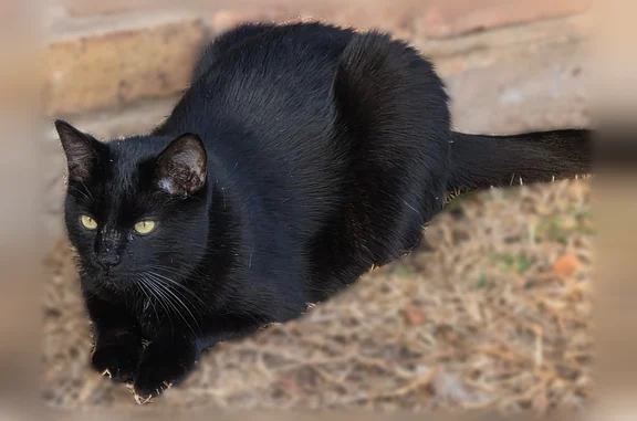 Lost pets Shreveport, photo: Lost cat, Kenshire Court, 449, Shreveport - male