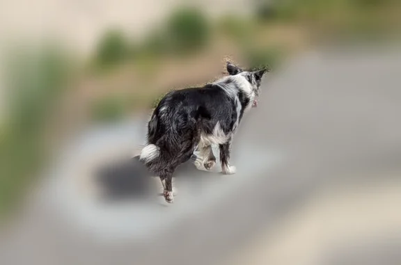 The dog and his owner WERE REUNITED. It looked like an australian shepherd. / border collie. Black and white. Saw this dog at the intersection of Lawrence Expy and Reed Ave an hour ago. Lots of people were posting about this dog on Nextdoor. I did the same. It looked like it might have been running from Evelyn Ave and Reed Ave toward Santa Clara. Very scared. Not approachable. Called animal control about an hour ago.