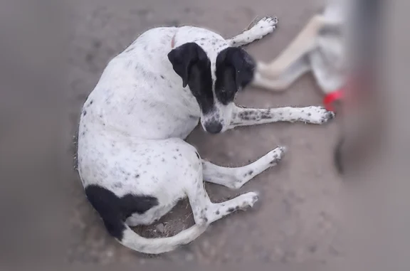 Chien perdu, Rue du Lavoir, Vergongheon - chienne âgée noire et blanche - photo