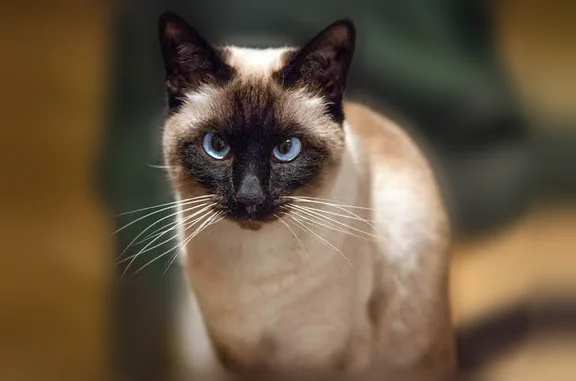 Chat perdu, Rue du Maroc, 117, Aix-les-Bains - mâle siamois castré - photo