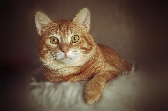 Chat perdu homme, Les Estables, Auvergne-Rhône-Alpes, Laussonne - roux, 3 pattes - photo
