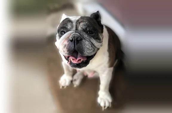 Lost dog, Bigner Road, 5279, Beaumont - female English Bulldog, microchipped - photo