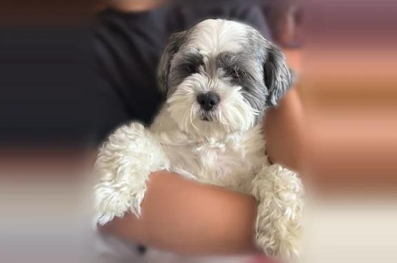 Lost dog, Bilicki Street, 3336, North Las Vegas - female, chipped - photo