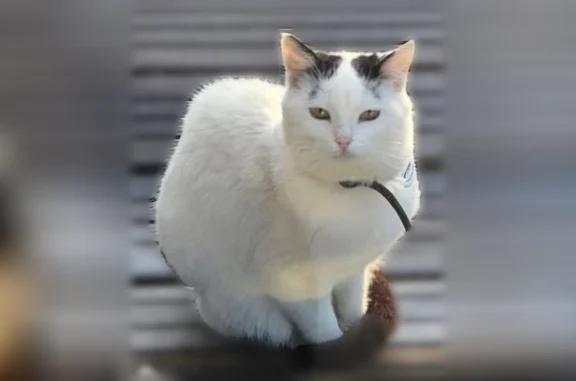 Animaux perdus Pordic, photo: Chat perdu, Rue de la Grande Vallée, 14, Pordic - mâle, blanc tacheté de noir