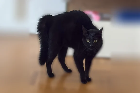 Animaux perdus Trévoux, photo: Perdu chat femelle, Quincieux, Trévoux - yeux jaunes/verts