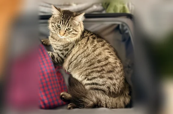Lost pets Urbandale, photo: Lost cat, 76th Street, 4504, Urbandale - male, long hair, fluffy tail