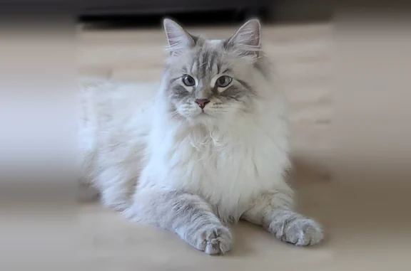 Animaux trouvés Toulouse, photo: Trouvé chat, Rue de la Tannerie, Toulouse - angora type siamois, yeux bleus