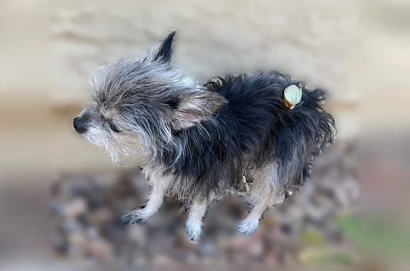Tiny body Scruffy long coat Gray/black/white coloring Large upright ears Pointy little muzzle Yorkie-like face hair, but with a slightly more Chihuahua/terrier head shape