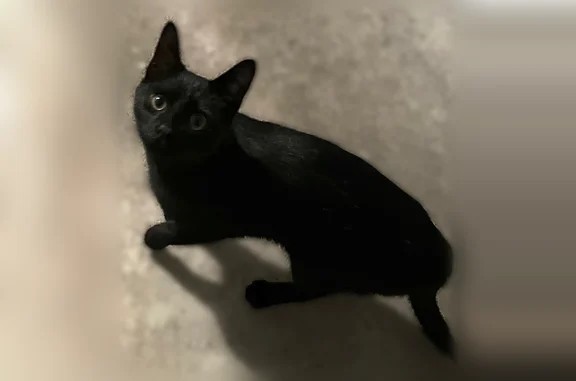 Found cat Sunbury, photo: Found cat, Cherry Street, Sunbury - very friendly