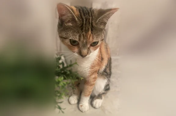 Lost pets Davie, photo: Lost cat, Newport Manor, 13791, Davie - female calico, about 9 months old