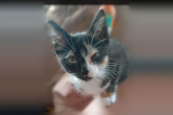 Lost cat, South Crawford Street, 539, Martinsville - female tricolor, never been outside - photo