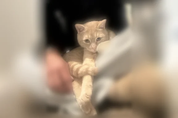 Lost pets Lake Stevens, photo: Lost cat, East Lakeshore Drive, Lake Stevens - male, light orange with greenish eyes