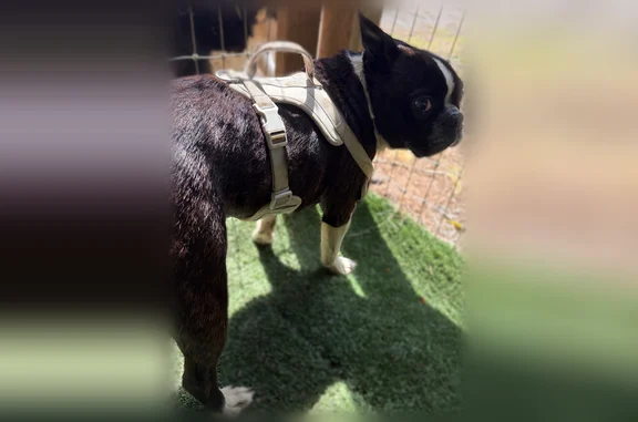 Brindle colored with white stripe between eyes. Wearing a white halter