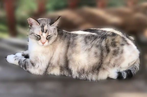 Lost cat, Marion Lane, 238, Helen — female, 13yo, 2 stripes on tail - photo