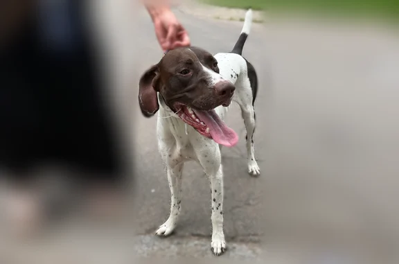 Found dog Lincoln, photo: Found dog, Kings Highway, 1877, Lincoln - male, with collar, very thin