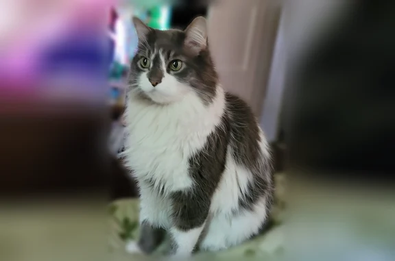 Lost cat, Farnsworth Avenue, 31, Maple Shade Township, Cherry Hill Mall - male, long-haired, white with grey spots - photo