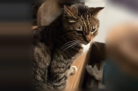 Lost cat, Gregg Lane, Pinecrest - male, green-eyed tabby with white chest and feet - photo