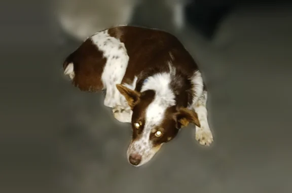 Lost dog, Guthrie Road, Paris - very friendly - photo