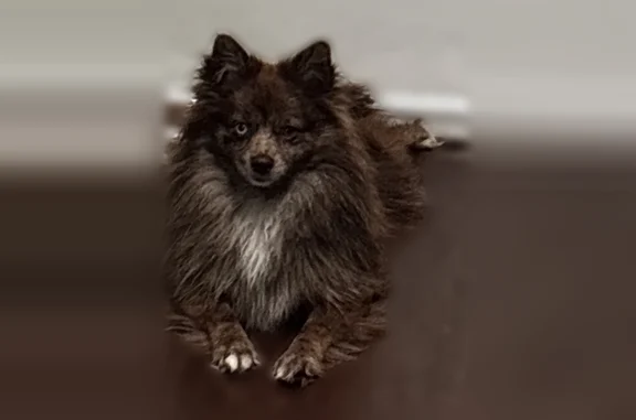 Lost dog, Butterfield Drive, 1402, Mesquite, Mesquite - female puppy with one blue eye and one brown eye - photo