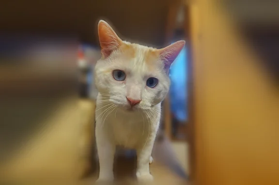 Lost cat, Alabama Avenue South, 13898, Savage - male, blue eyes - photo