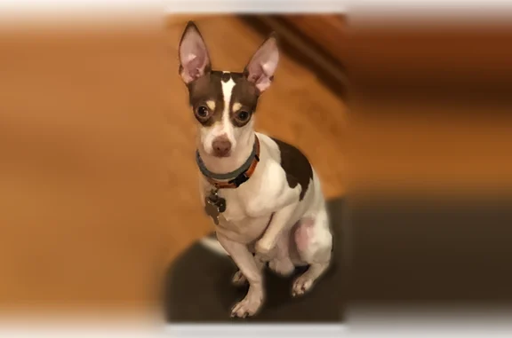 Lost dog, Pintail Drive, 2011, Mebane - male - photo