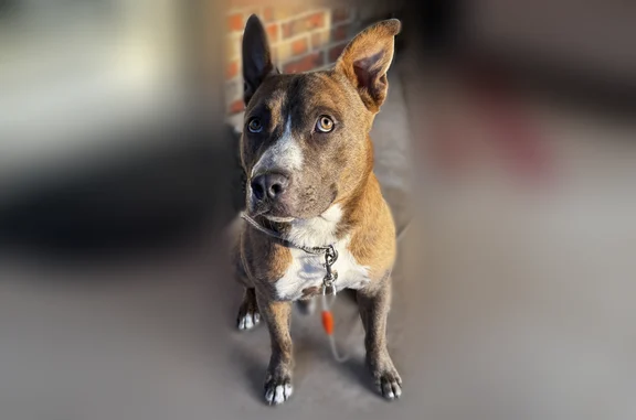 Found dog Oklahoma City, photo: Found dog, Southwest 70th Street, Oklahoma City - male, grey collar