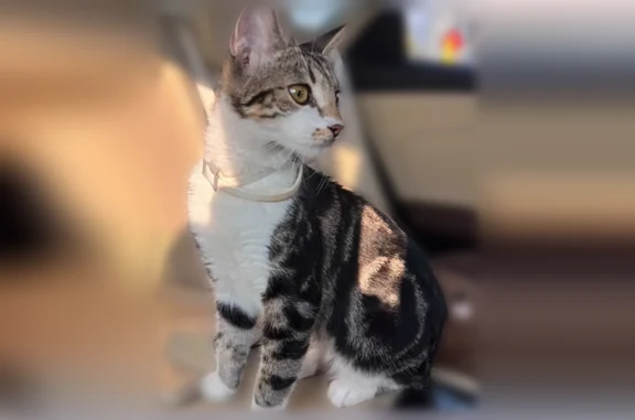 Missing cat Female, New York (usl537280) - photo