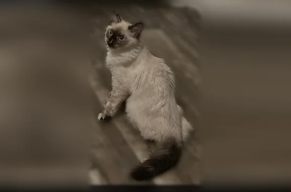Lost cat, West Bridle Path Lane, 908, Payson - female, blue eyes - photo