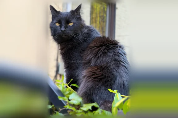 Lost cat, Decatur Street, 527, New York - male, 15 years old - photo