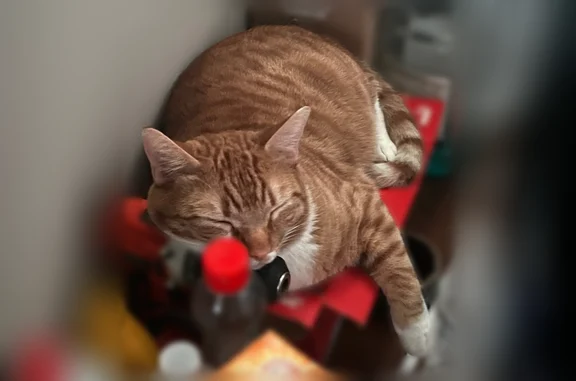 Lost cat, Gorsuch Avenue, 716, Baltimore - male orange tabby with white paws - photo