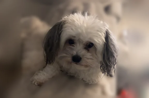 Missing dog Las Vegas, photo: Lost dog, Cilantro Avenue, Las Vegas - female yorkie poodle with black ears