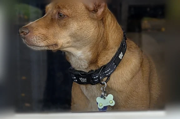 Lost dog, Pent Road, Beacon Falls, Naugatuck - female, amber eyes - photo