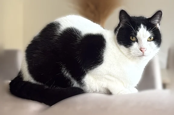 Animaux perdus Allonne, photo: Chat perdu, Impasse Rabouille, 110, Allonne - mâle