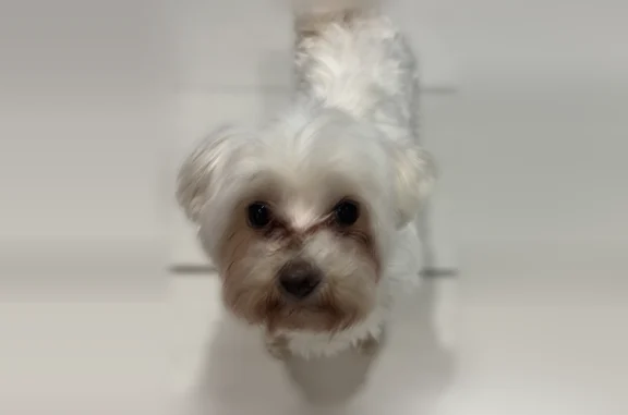Found dog Hicksville, photo: Found dog, Cottage Boulevard, 180, Hicksville - female, small, with Panama flag bandana and necklace