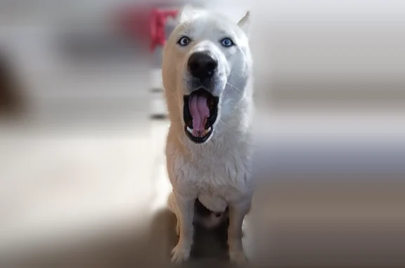 Lost dog, South Whipple Street, 6551, Chicago - male husky with blue eyes - photo