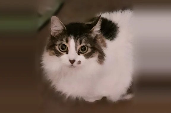 Missing cat Archer Lodge, photo: Lost cat, Creech Church Road, 1926, Hares Crossroads, Archer Lodge - long-haired, chipped