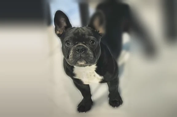 Lost dog, female, Mossy Creek Drive, 3024, Scotland - photo