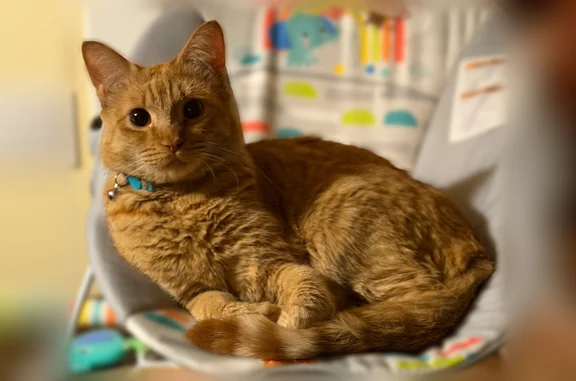 Missing cat Spokane, photo: Lost cat, South Ash Street, 1526, Spokane - male, orange, deaf, microchipped
