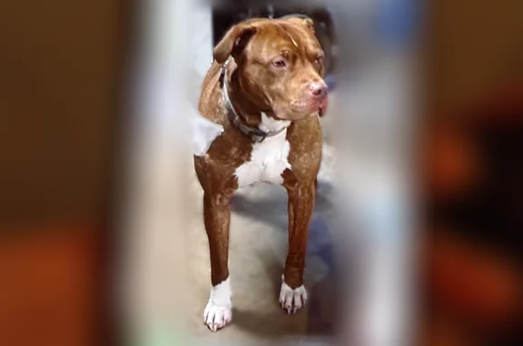 Lost dog, South Main Street, 763, Kannapolis - male, white on all feet and chest - photo